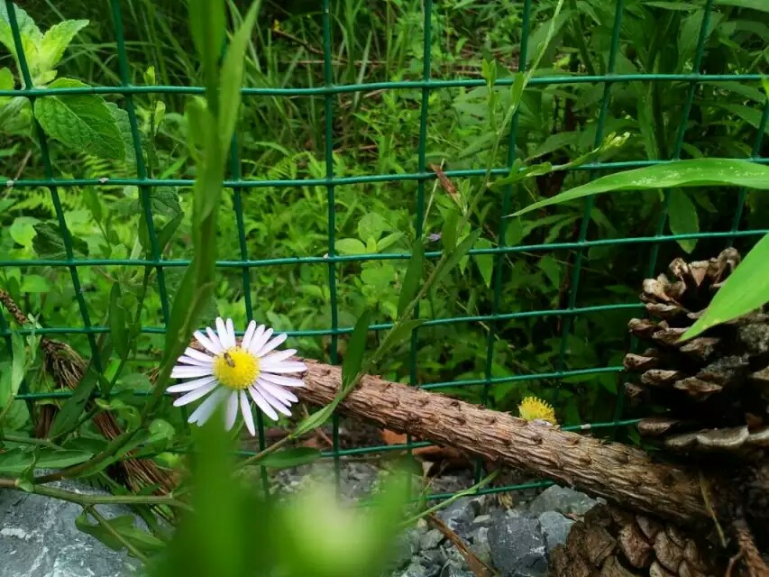 万绿之中一枝花