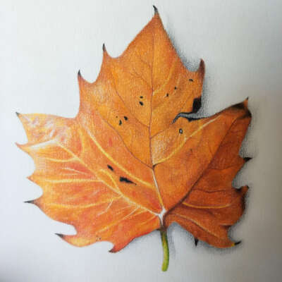 #彩铅植物# 枫叶…
