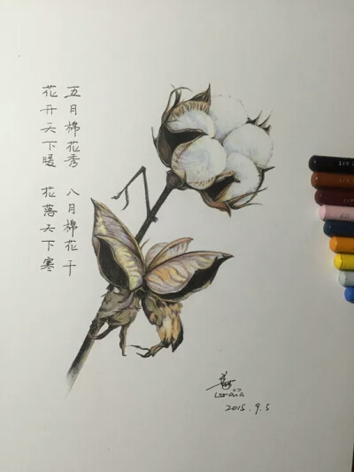 彩铅 花卉