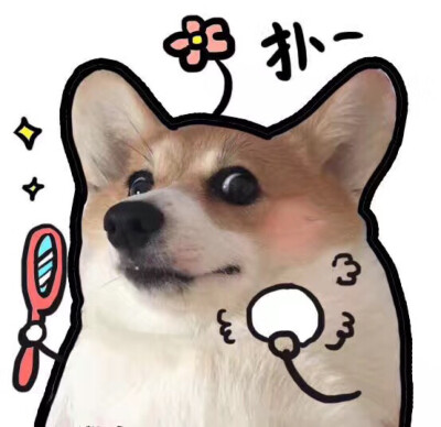 柯基犬