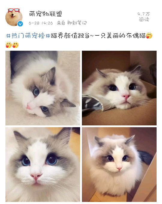 布偶猫