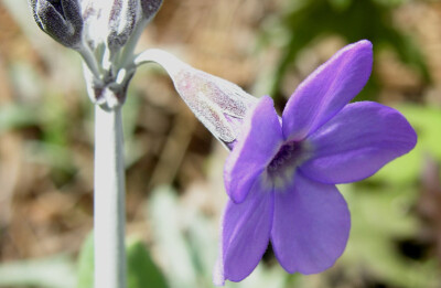 紫花雪山报春 primula chionanthassp