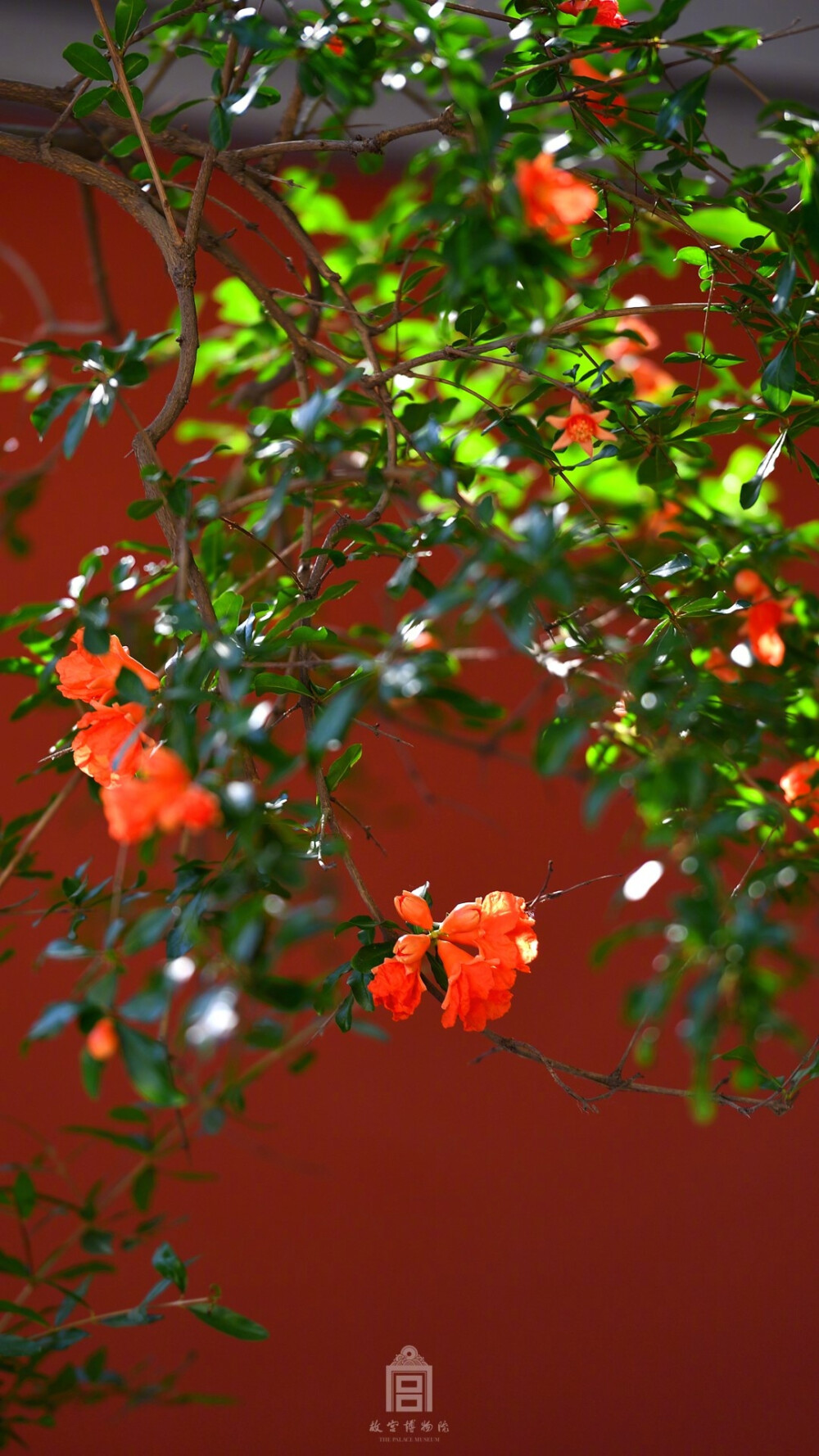 榴花似火