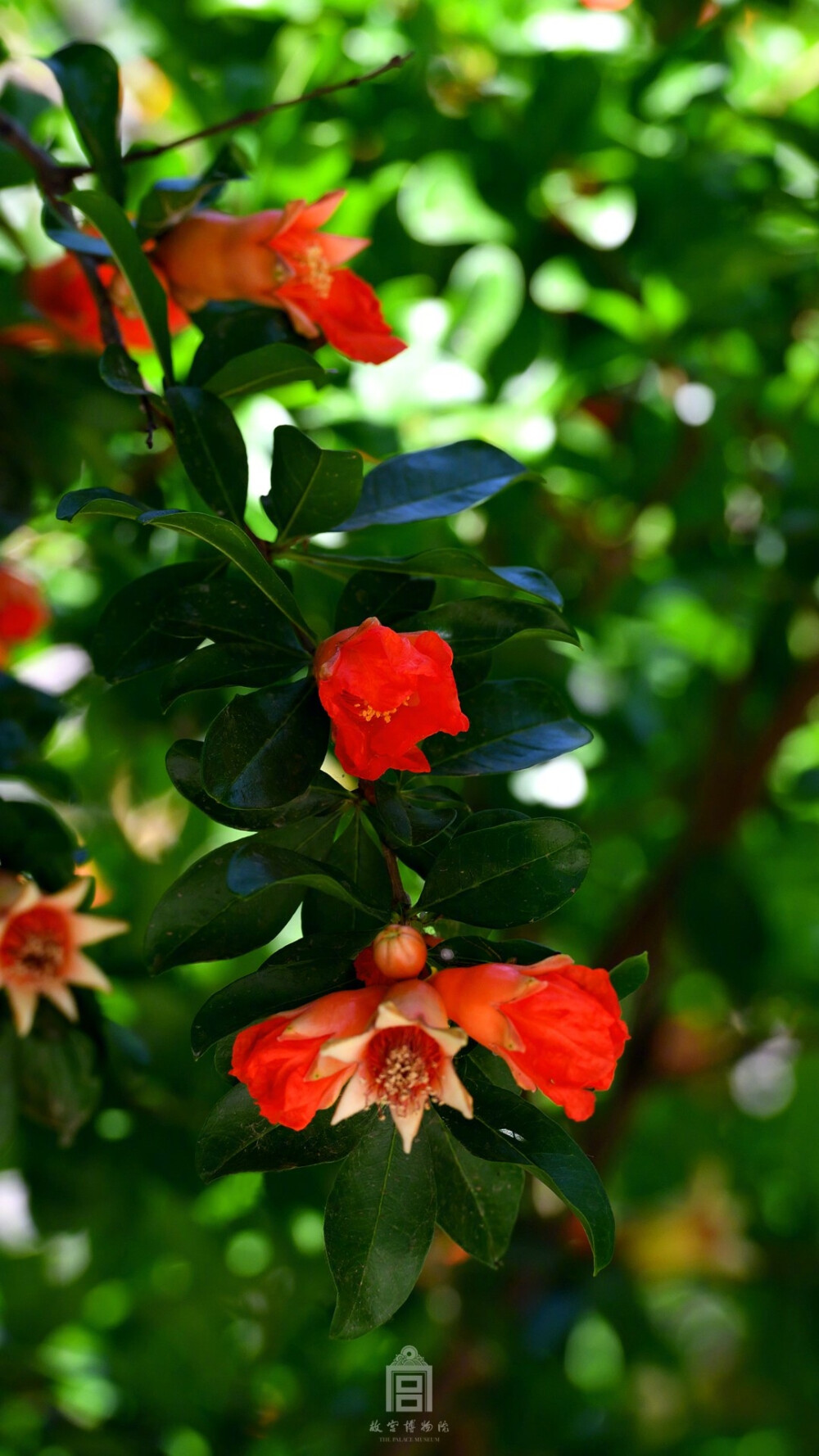 榴花似火