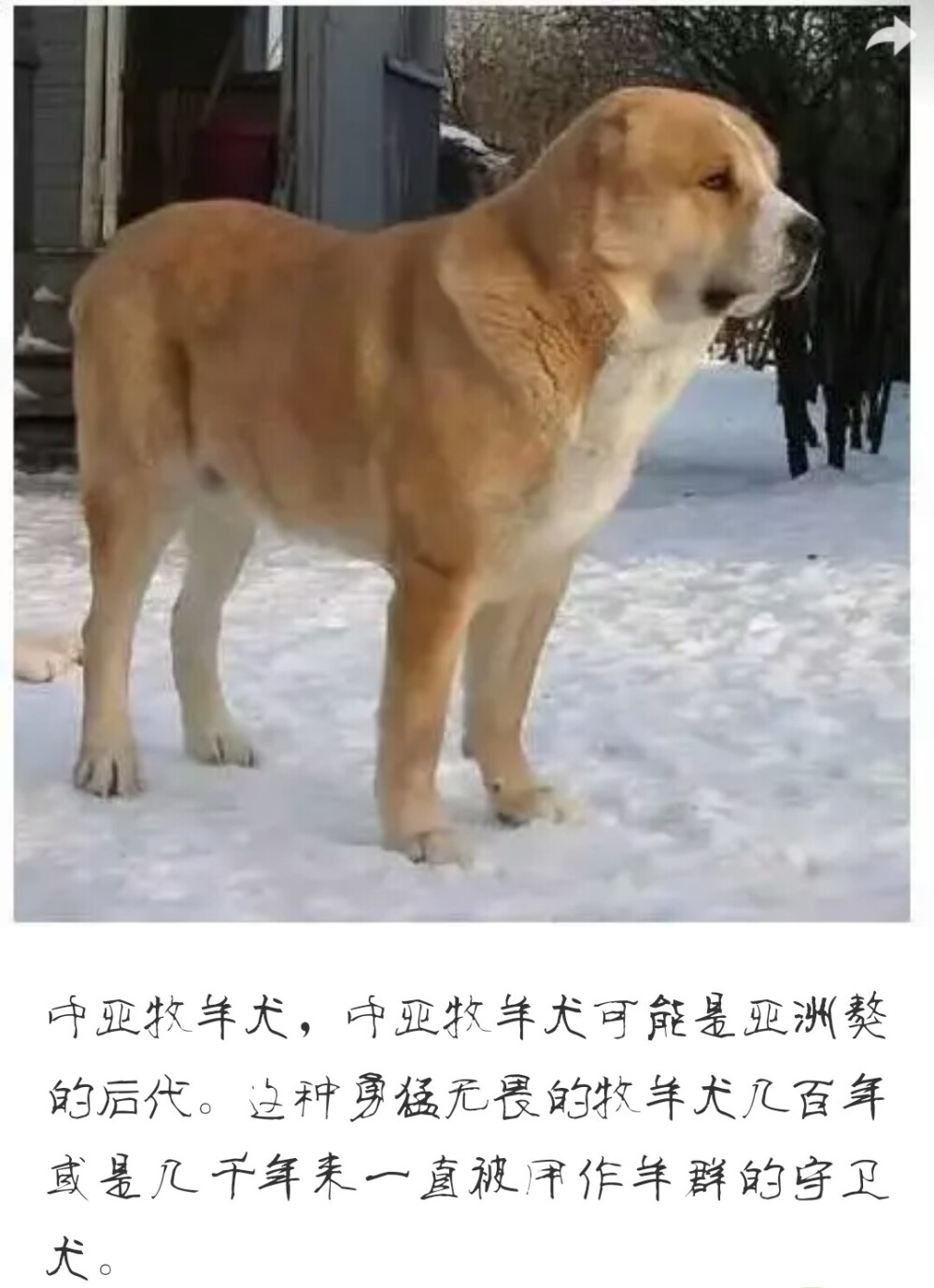 中亚牧羊犬