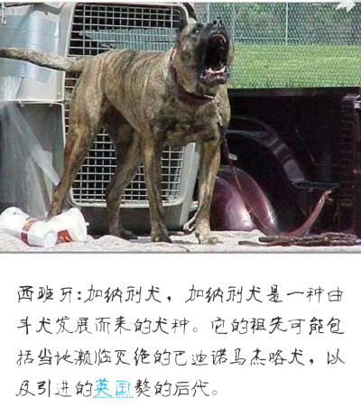 加纳利犬