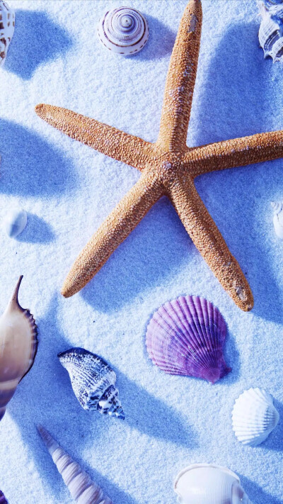 海星～贝壳～海螺