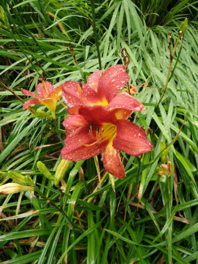 雨后萱草