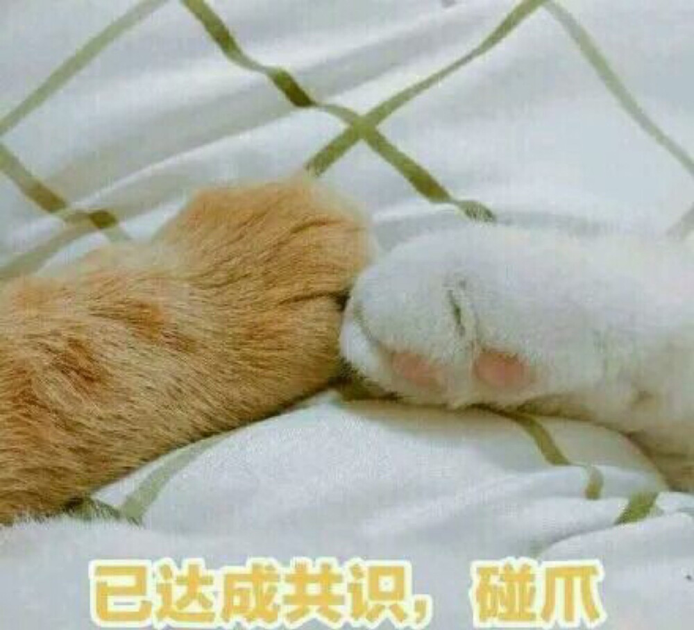 猫咪表情包