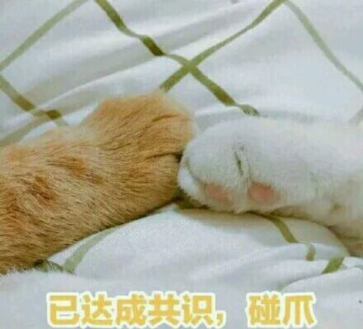 猫咪表情包