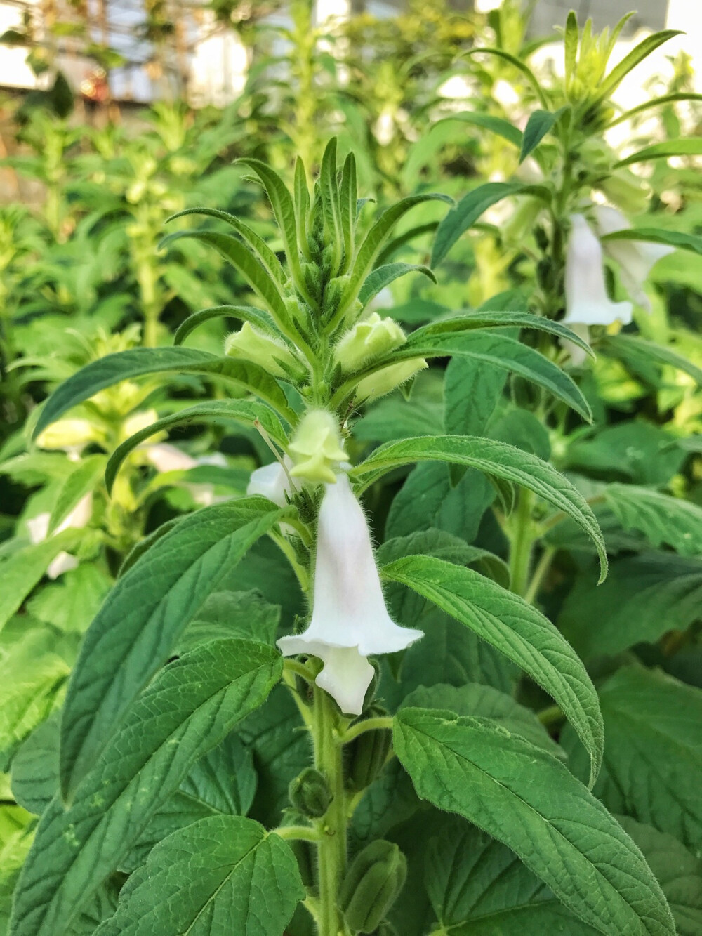 芝麻開花節節高