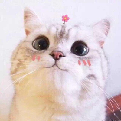 猫猫～