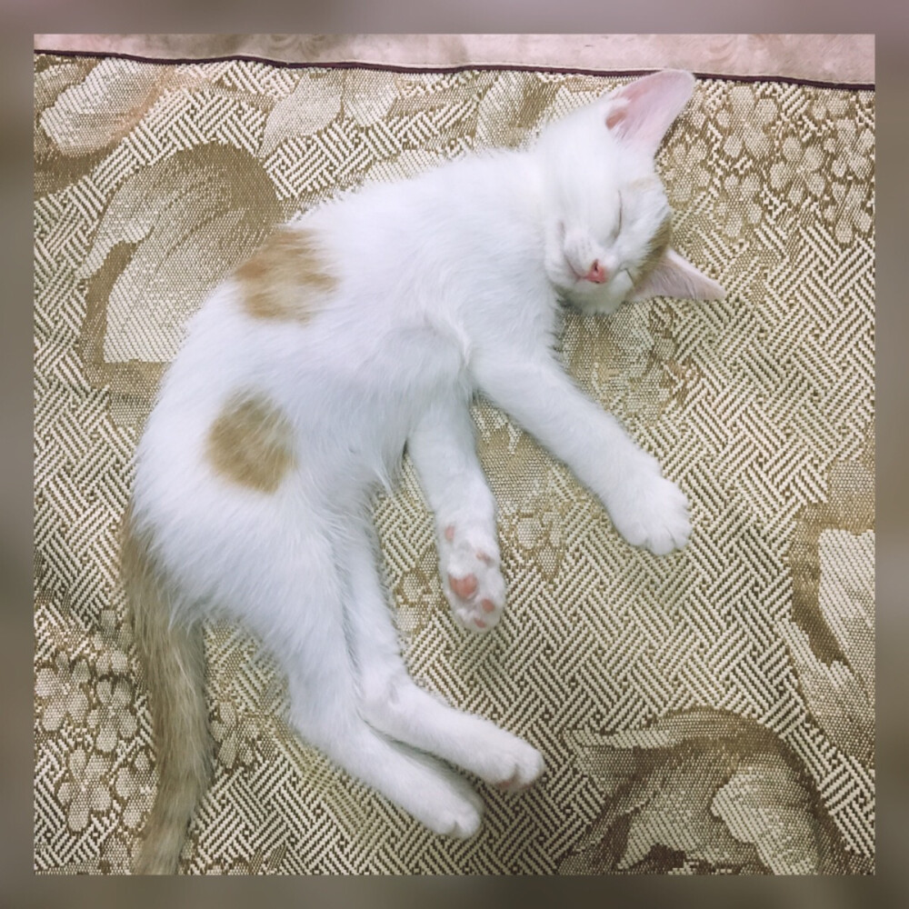 花花。小猫都是吃玩儿睡。