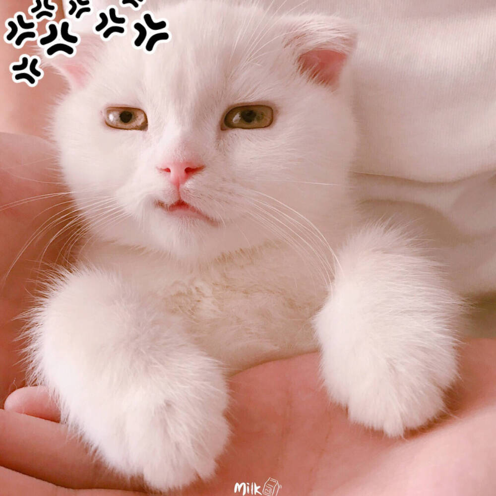 喵呜 来源 微博 猫咪表情包