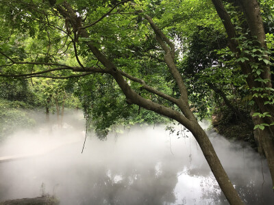 厦门植物园雨林世界简直仙境啊