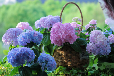 无尽夏绣球 蓝紫色大花球 花期超长 八仙花 庭院花园植物 非常美