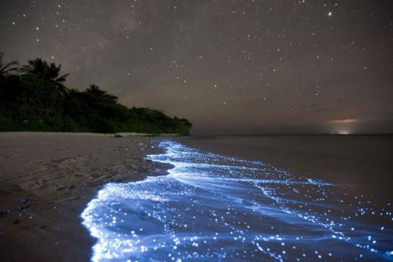 远处看马尔代夫Vaadhoo岛上的星星海，这似乎是天上的星星的镜像。水中的生物荧光实际上是被称为浮游植物的海洋微生物。夜晚时分在岸边的效果绝对是惊人的，像极了童话中的场景。这神奇的效果，也可以在波多黎各的别克斯岛上体验到。