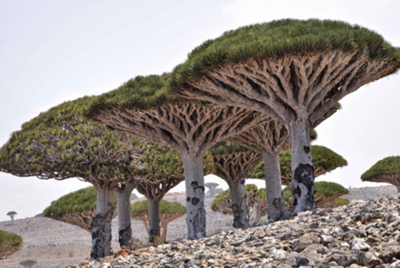 龙血树，乔木，有树干和扁平的革质叶。是也门索科特拉岛（Socotra Island）最有名的和独特的植物，有一个独特而奇异的外观，它的枝叶上翘，密集的形成一个倒伞形状的树冠。也门索科特拉岛龙血树位于亚丁湾入口的索科特拉岛也许是世界上最奇异的地方了。而最古怪的莫过于龙血树了，这种树看起来像一棵大菠菜，树脂是暗红色的，就像是红色的血液。