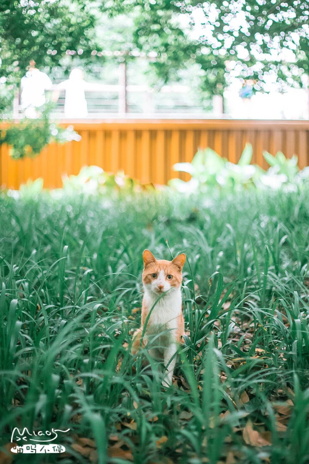 青草与喵