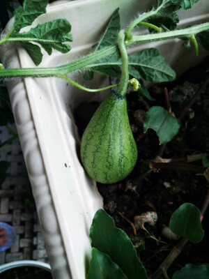 penny像打了水一样 底部大了