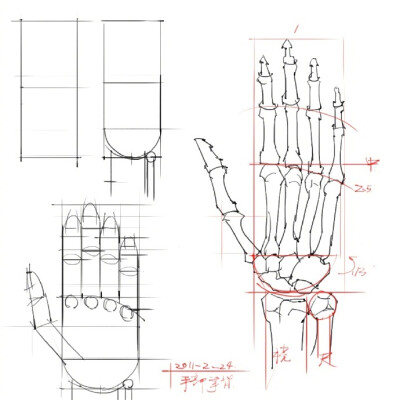 #设计秀# 人体结构绘画药方系列，练习参考好配方。转需~ ​​​​
