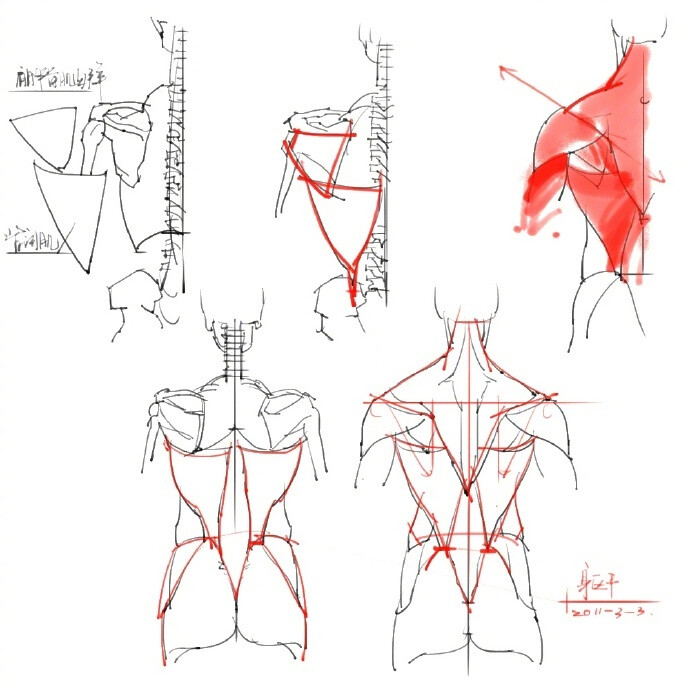 #设计秀# 人体结构绘画药方系列，练习参考好配方。转需~ ​​​​