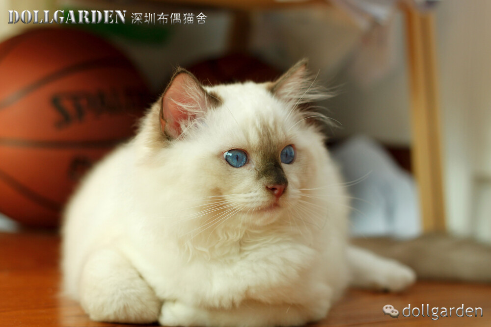 DollGarden深圳布偶猫舍