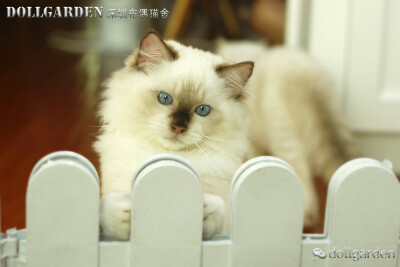 DollGarden深圳布偶猫舍-手套色布偶猫