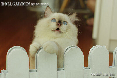 DollGarden深圳布偶猫舍-手套色布偶猫