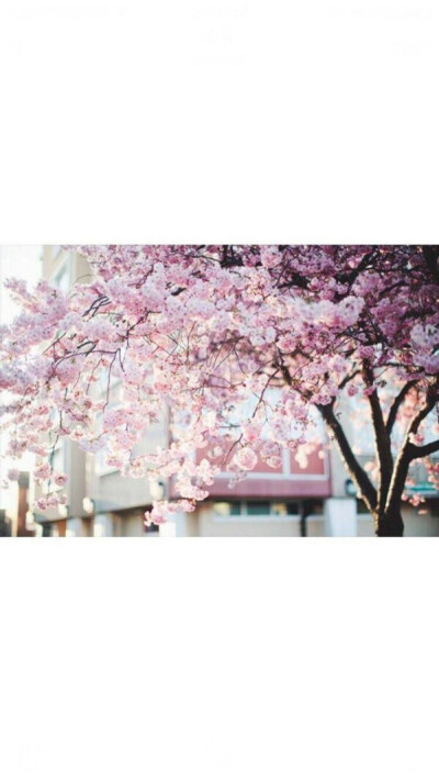 你想去奈良吗/樱花白边壁纸/我们去日本奈良原野吧/四月樱花季/侵删致歉