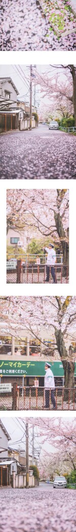 你想去奈良吗/樱花白边壁纸/我们去日本奈良原野吧/四月樱花季/侵删致歉