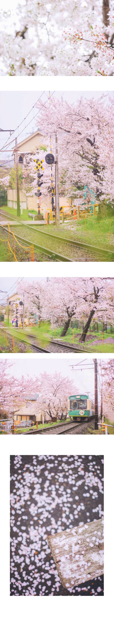 你想去奈良吗/樱花白边壁纸/我们去日本奈良原野吧/四月樱花季/侵删致歉
