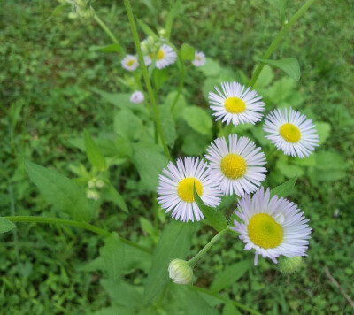 田野常见的花