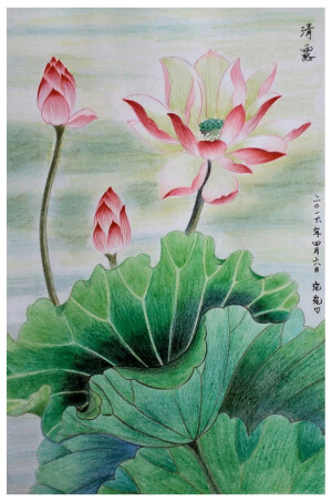 彩铅手绘（荷花）
