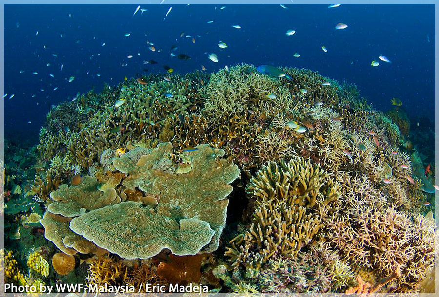 Malaysia Borneo, Sabah, Tun Mustapha Marine Park
马来西亚婆罗州 沙巴州属 敦穆塔法海洋公园 