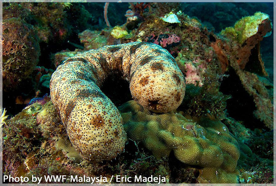 Malaysia Borneo, Sabah, Tun Mustapha Marine Park
马来西亚婆罗州 沙巴州属 敦穆塔法海洋公园 