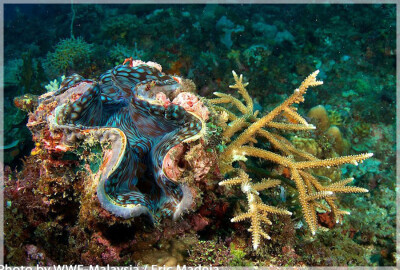 Malaysia Borneo, Sabah, Tun Mustapha Marine Park
马来西亚婆罗州 沙巴州属 敦穆塔法海洋公园 