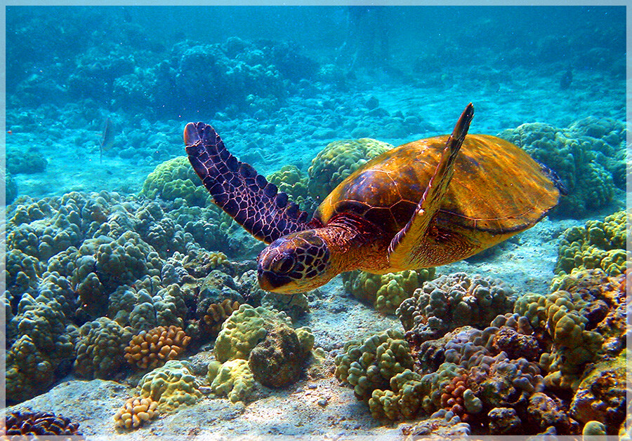 Malaysia Borneo, Sabah, Tun Mustapha Marine Park
马来西亚婆罗州 沙巴州属 敦穆塔法海洋公园 