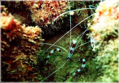 Malaysia Borneo, Sabah, Tun Mustapha Marine Park
马来西亚婆罗州 沙巴州属 敦穆塔法海洋公园 