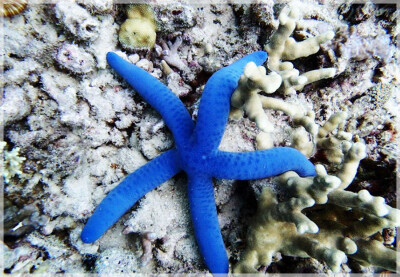 Malaysia Borneo, Sabah, Tun Mustapha Marine Park
马来西亚婆罗州 沙巴州属 敦穆塔法海洋公园 