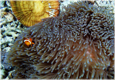 Malaysia Borneo, Sabah, Tun Mustapha Marine Park
马来西亚婆罗州 沙巴州属 敦穆塔法海洋公园 