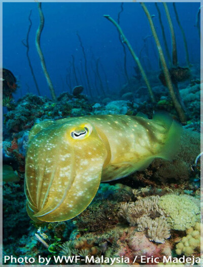 Malaysia Borneo, Sabah, Tun Mustapha Marine Park
马来西亚婆罗州 沙巴州属 敦穆塔法海洋公园 