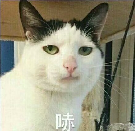 猫表情包可爱