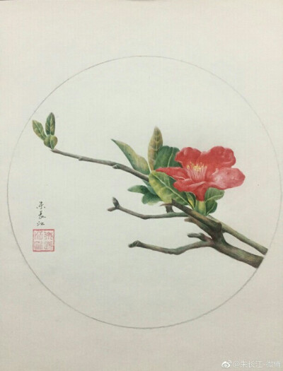 海棠花――圆珠笔手绘
作者：via@朱长江-微博
花语：温和，美丽，快乐，游子思乡，离愁别绪.