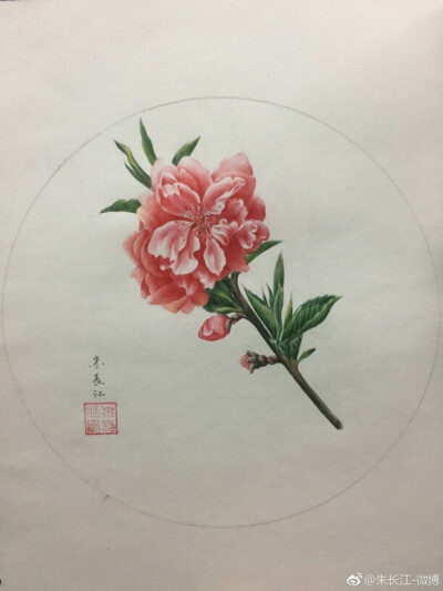 桃花――圆珠笔手绘
作者：via@朱长江-微博
花语：宏图大展，桃李满天下，春天，艳丽，长寿，爱情的奴隶.