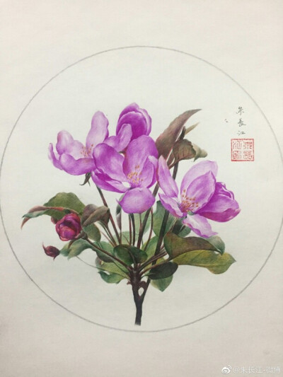 海棠花――圆珠笔手绘
作者：via@朱长江-微博
花语：游子思乡，离别愁绪，温和，美丽，快乐，秋海棠还象征苦恋.