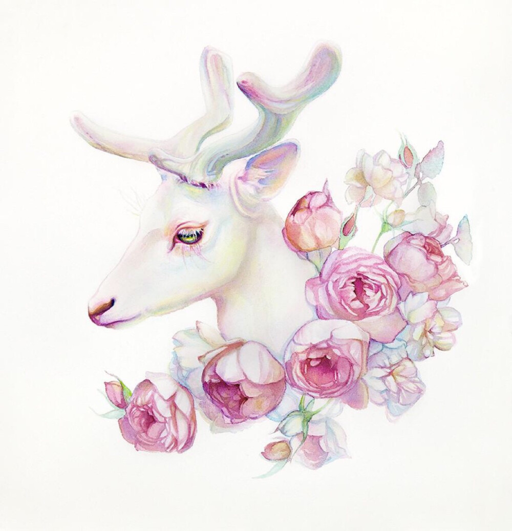 水彩彩铅动物绘画插画师tracylewis