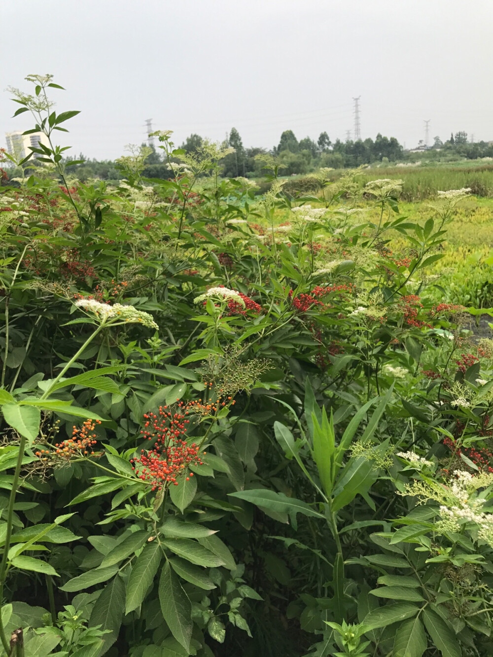 路边植物