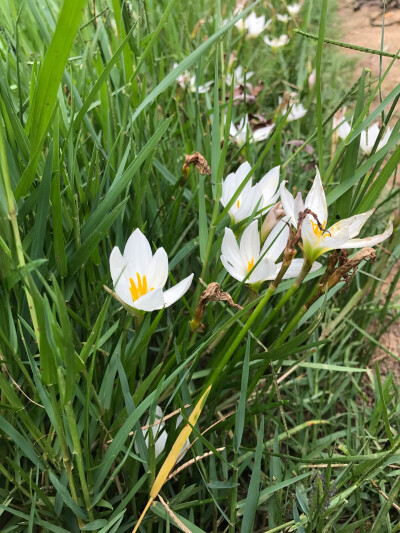 小花特写