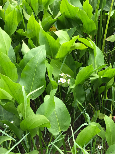 荷塘小草